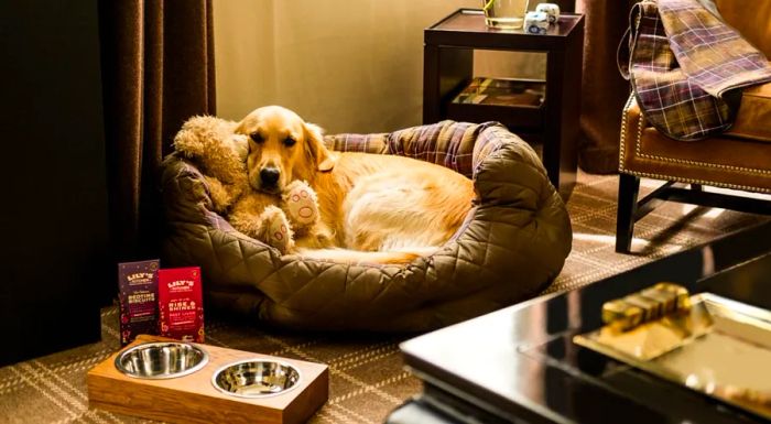 The Rosewood Hotel London is dedicated to pampering your pet, offering a luxurious canine package for those who want to truly spoil their pup.