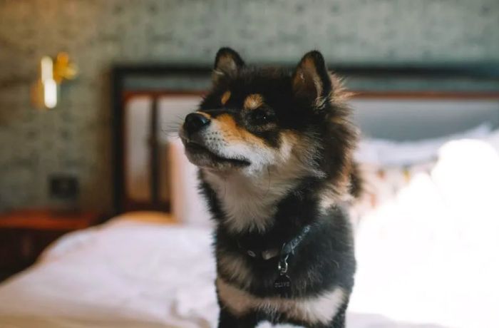 The Doggie Boarding Package at Hewing Hotel includes dog treats, toys, food and water bowls, and a Hewing Hotel bandana so your pet can sport some stylish flair.