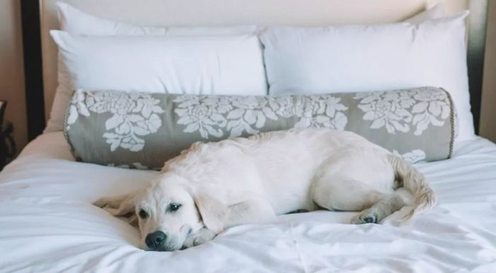 Pets staying at the Fairmont San Francisco can indulge in their own special room service menu, featuring chicken or salmon served with vegetables and brown rice.