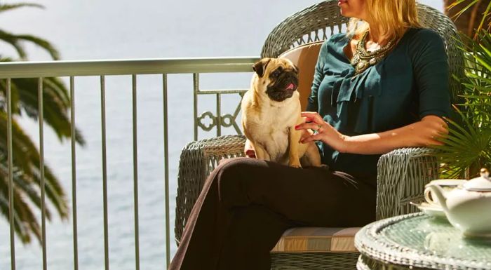 Dogs staying at Belmond Reid's Palace in Portugal can indulge in a luxury wash and fluff-dry service, soothing full-body grooming, and personalized training sessions, among other pampering options.