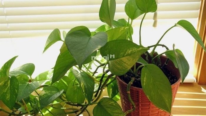 Ánh sáng là yếu tố quan trọng cần chú ý khi trồng cây trầu bà vàng