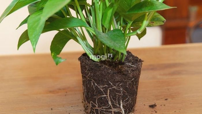 Cần chọn loại đất phù hợp để trồng cây trầu bà vàng