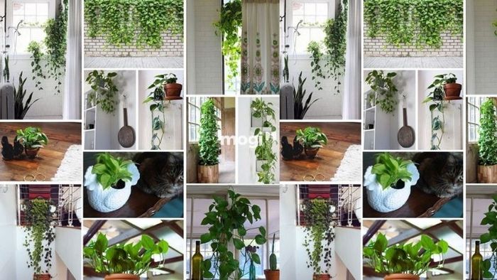 Ý nghĩa phong thủy cây trầu bà vàng
