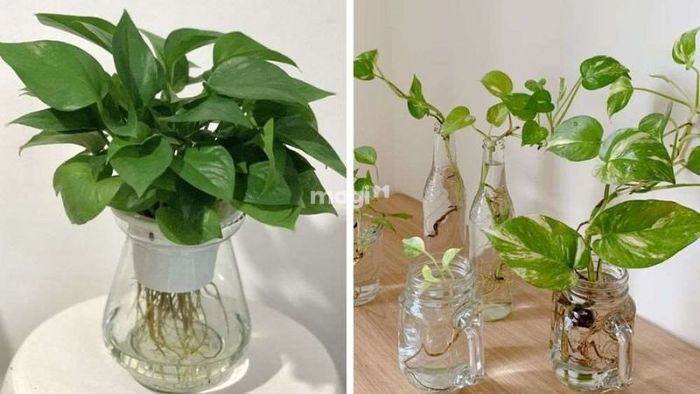Nước là yếu tố thiết yếu giúp cây duy trì sự cân bằng dinh dưỡng và phát triển khỏe mạnh.