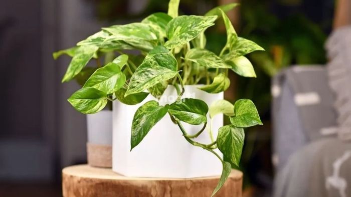 Ý nghĩa cây trầu bà vàng trong đời sống
