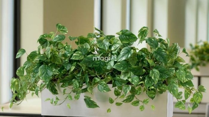 Nhiệt độ lý tưởng để cây trầu bà vàng phát triển tốt là trong khoảng từ 15 đến 26 độ C.