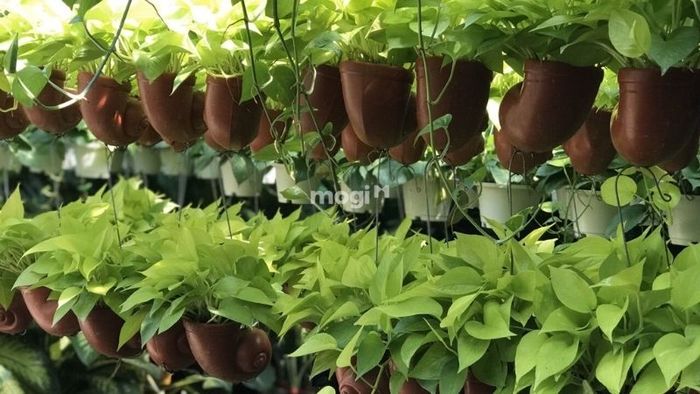 Tổng quan về cây trầu bà vàng