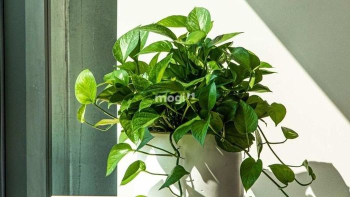 Những vị trí không nên đặt cây trầu bà vàng