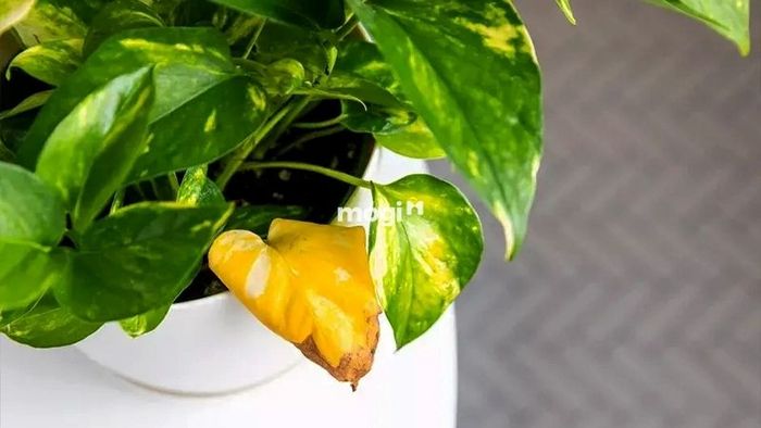 Bệnh vàng lá, cháy lá ở cây trầu bà vàng