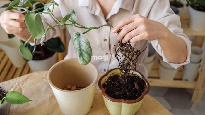 Tình trạng thối rễ ở cây trầu bà vàng
