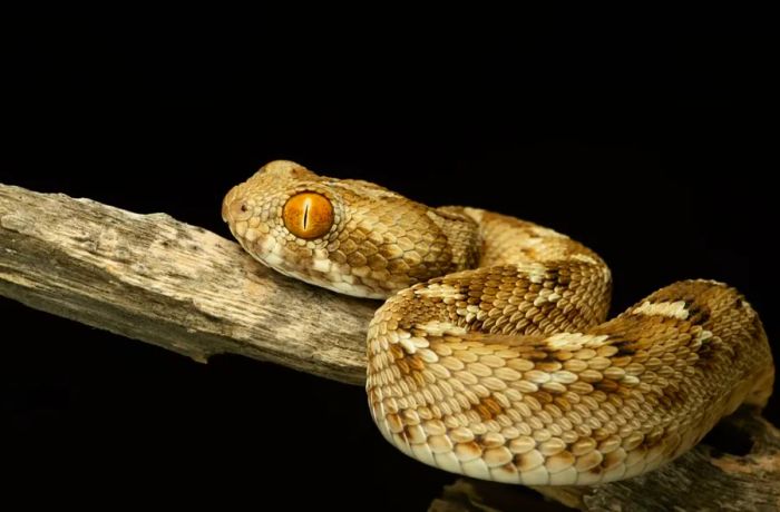 Many of the snakes found in the UAE, such as the saw-scaled viper, are both highly venomous and aggressive.