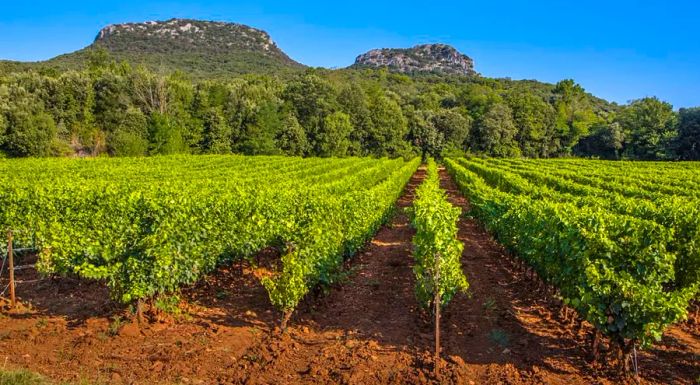 In 2016, Languedoc-Roussillon was merged into the new Occitanie region, with vast vineyards stretching across its landscape.