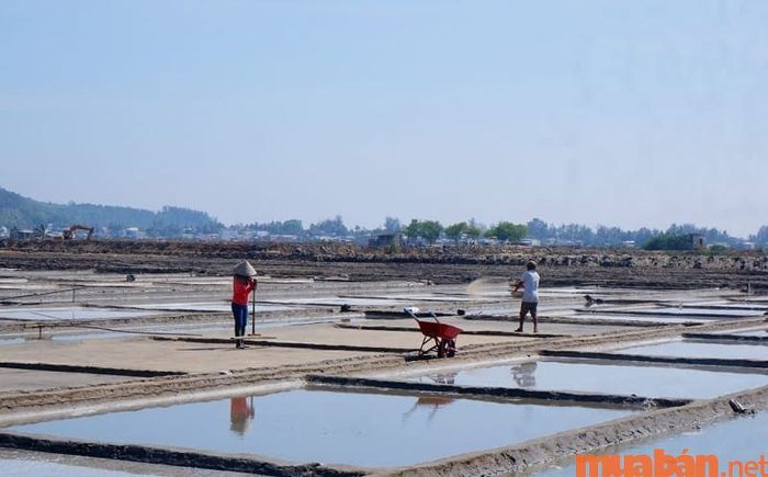 Diêm nghiệp là nghề sản xuất muối truyền thống, góp phần duy trì nền kinh tế tại các vùng ven biển của Việt Nam.
