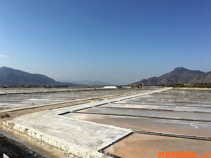 Diêm nghiệp là ngành sản xuất muối truyền thống của người dân vùng biển, qua các công đoạn phơi và tinh chế muối.