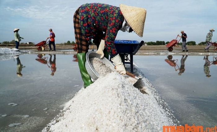 Diêm nghiệp là nghề sản xuất muối truyền thống tại các vùng ven biển của Việt Nam.