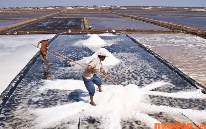 Diêm nghiệp là ngành sản xuất muối từ nước biển, có ảnh hưởng lớn đối với đời sống và nền kinh tế của các vùng ven biển.