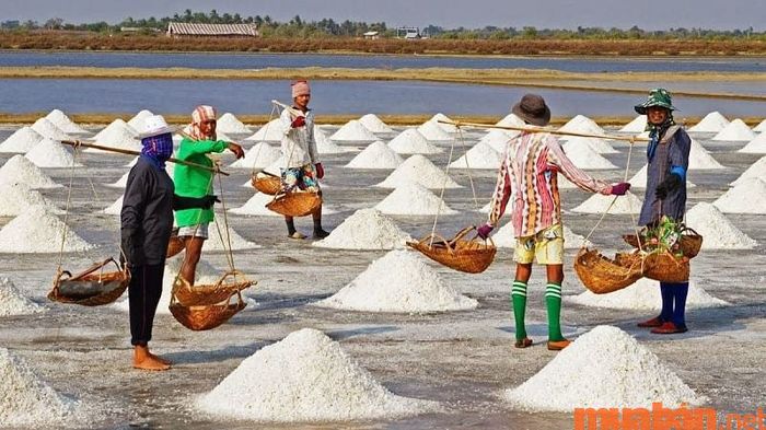 Diêm nghiệp là nghề sản xuất muối, gắn liền với cuộc sống của những người làm muối, gọi là Diêm dân.