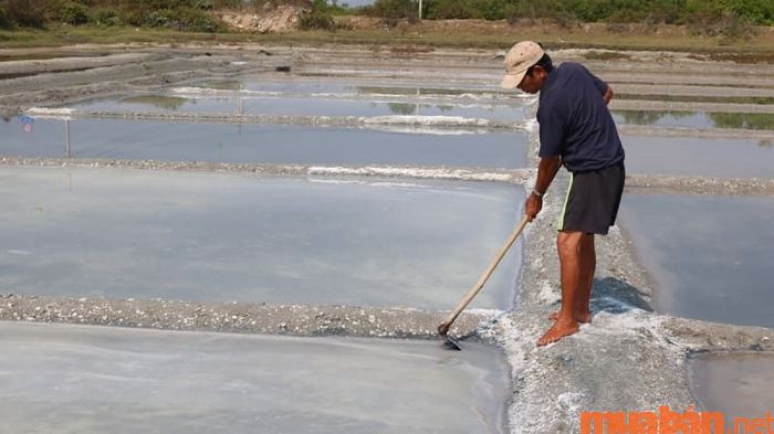 Diêm nghiệp là ngành sản xuất muối, góp phần quan trọng trong nền kinh tế nông nghiệp của các vùng ven biển.