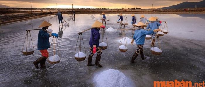 Diêm nghiệp là nghề sản xuất muối, chủ yếu ở các vùng biển.