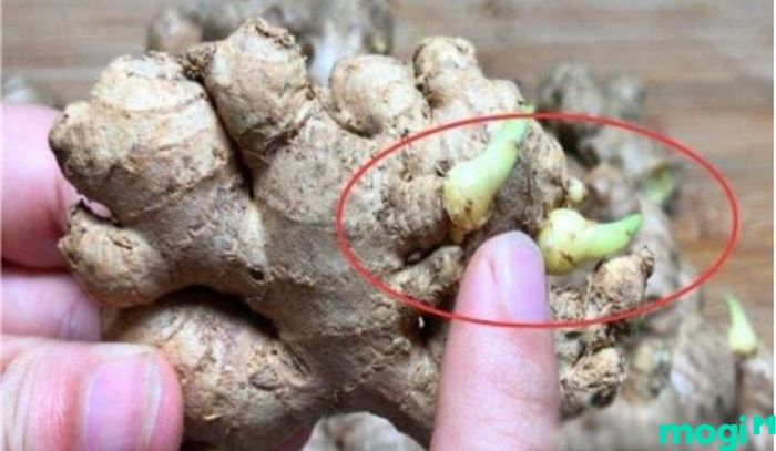 Không Nên Chọn Mua Gừng Đã Mọc Mầm