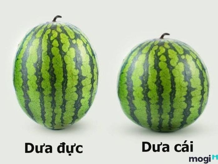 Cách chọn dưa hấu ngon và phân biệt giữa quả đực và quả cái.