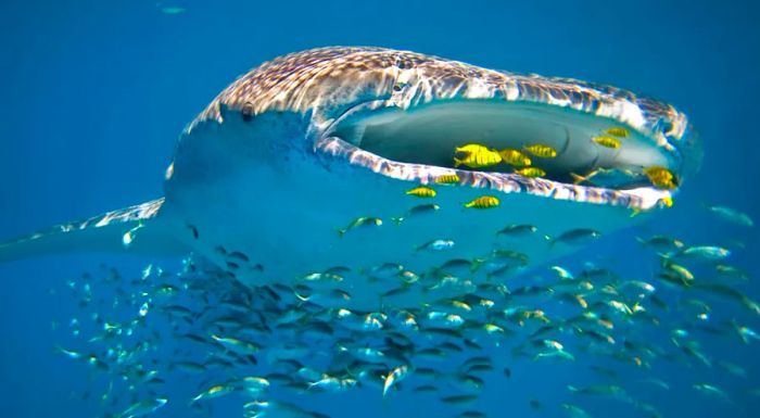 Ningaloo Reef provides unparalleled opportunities to get up close with the majestic whale sharks.