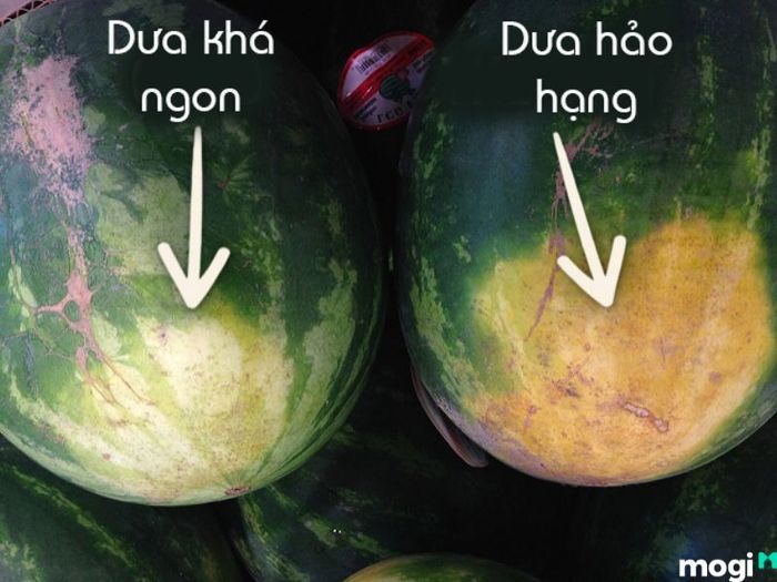 Để chọn được dưa hấu ngon, bạn cũng nên chú ý đến các vết ong châm trên quả.