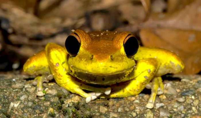 Australia’s ancient Daintree Rainforest is alive with vibrant ecosystems and timeless beauty.