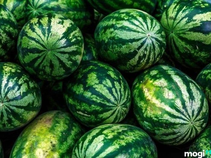 Một cách khác để chọn dưa hấu ngon là kiểm tra âm thanh khi gõ vào quả.