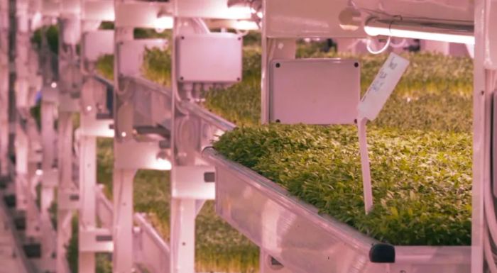 Originally designed to shelter 8,000 people, the tunnel now hosts shelves filled with thriving herbs.