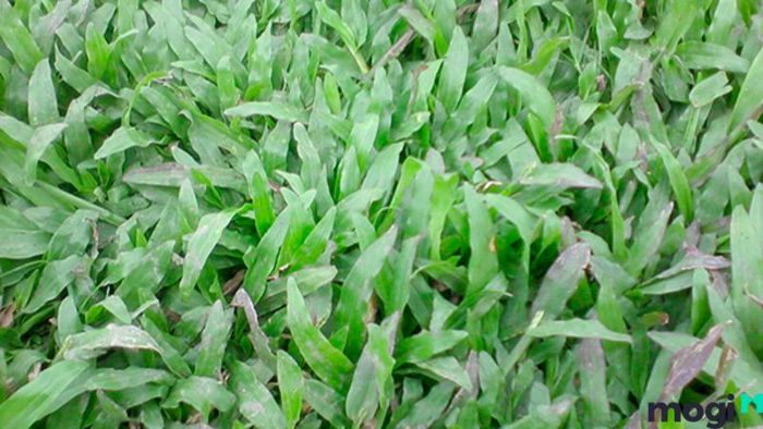Hướng dẫn trồng cỏ sân vườn đẹp mắt