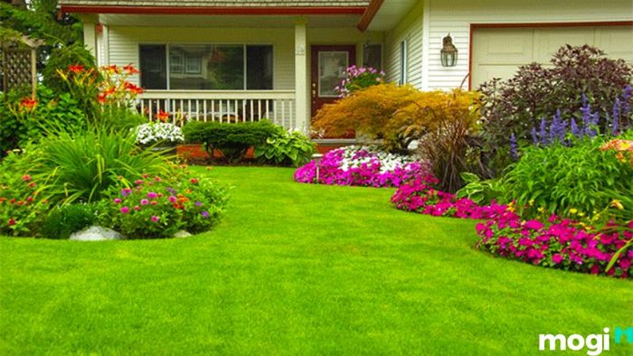 Cách trồng cỏ sân vườn