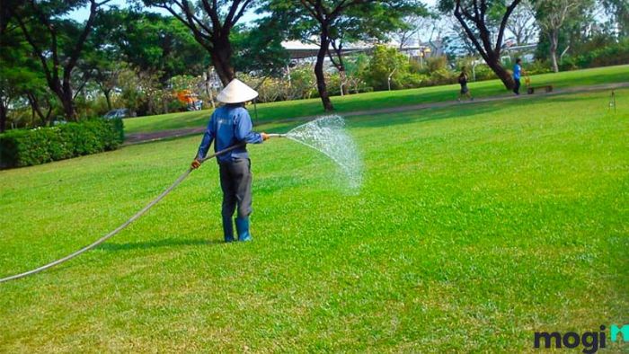 Hướng dẫn trồng cỏ sân vườn đẹp và dễ chăm sóc
