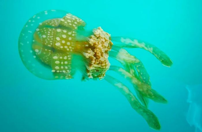 Tojoman Lagoon, as seen in the picture, is home to golden jellyfish that don’t sting.