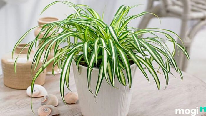 Cách trồng cỏ sân vườn