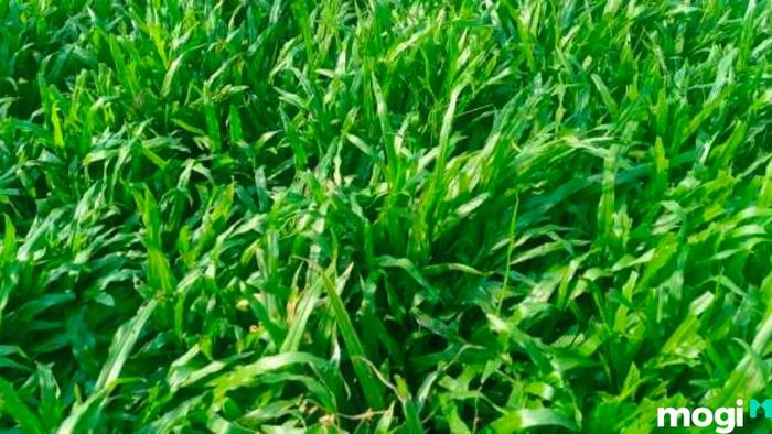 Trồng cỏ sân vườn mang lại không gian xanh tươi