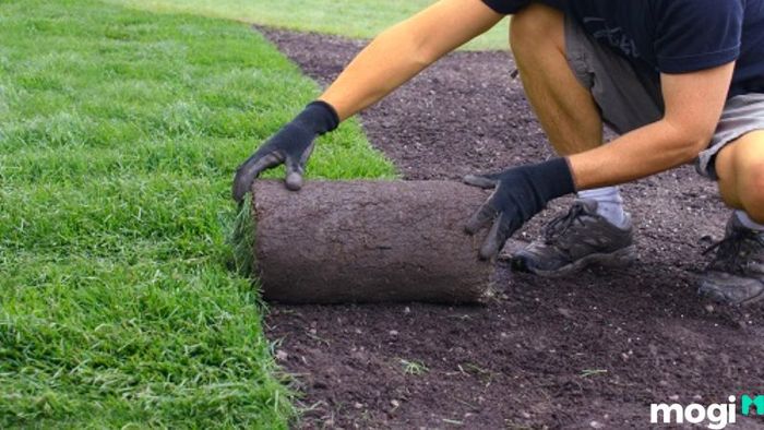 Trồng cỏ tạo nên không gian xanh cho sân vườn nhà bạn