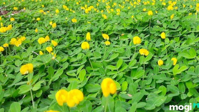 Cỏ lá đậu phộng là sự lựa chọn phổ biến để trồng cỏ sân vườn
