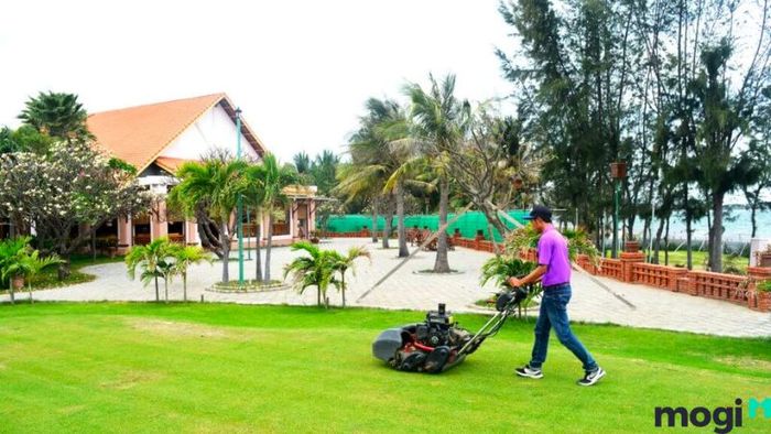 Cách trồng cỏ sân vườn đẹp và bền vững