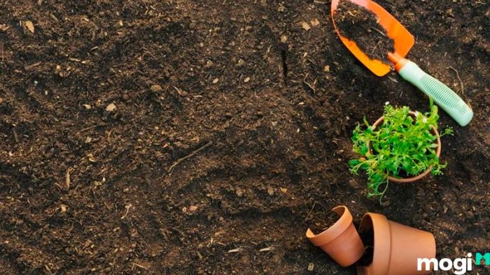 Trồng cỏ cho sân vườn tạo không gian sống xanh mát