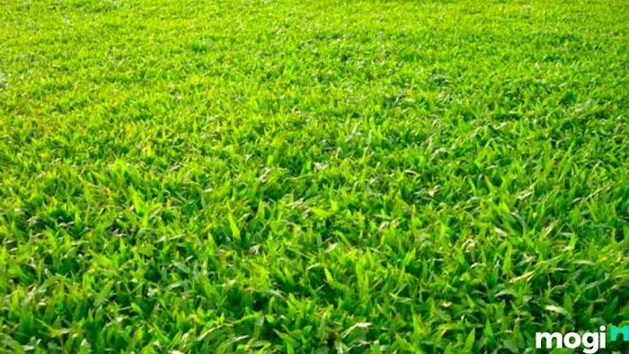 Cỏ lá gừng là lựa chọn lý tưởng để trồng cỏ sân vườn
