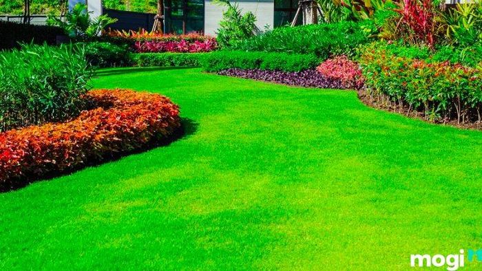 Cỏ Nhật là một trong những loại cỏ sân vườn được yêu thích rộng rãi.