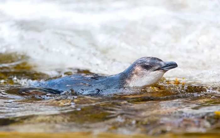 Here, you can spot the Little Blue Penguin, the smallest species of penguin in the world.