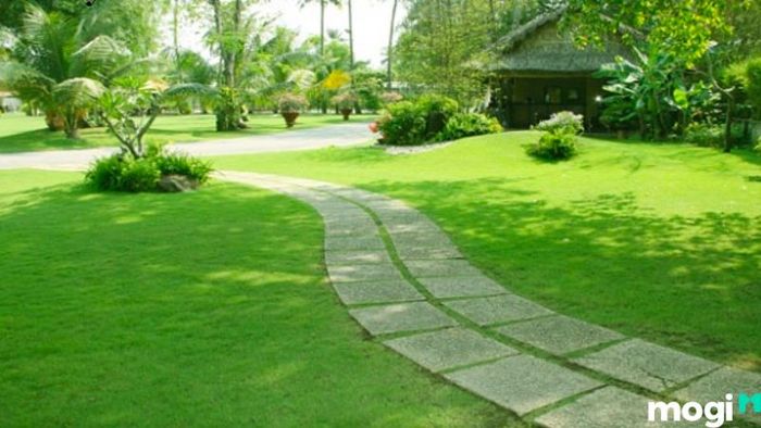 Cách trồng cỏ sân vườn