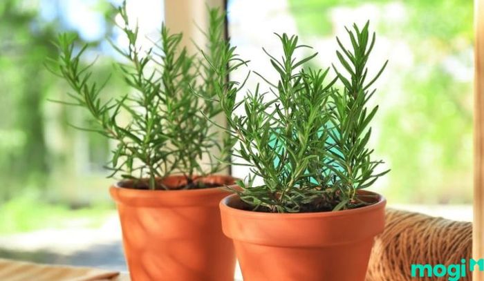 Hương thảo được biết đến như một loại cây thần kỳ trong việc đuổi các loại côn trùng