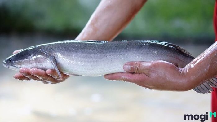 Thông cống nghẹt tại nhà bằng cách dùng cá trê, cá lóc hoặc lươn
