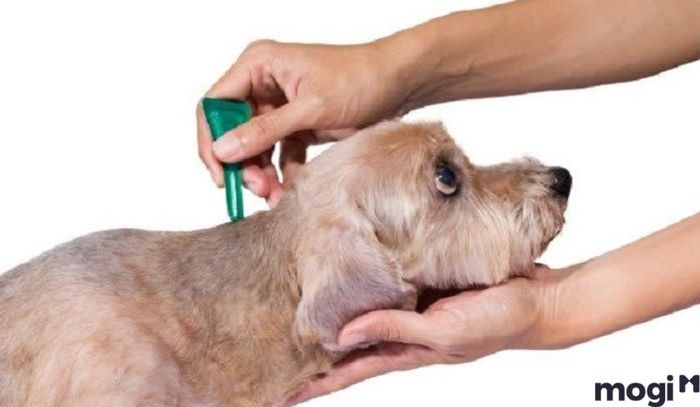 Hiện nay, trên thị trường có rất nhiều loại thuốc chuyên trị ve chó