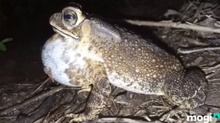 Cách Đuổi Cóc Ra Khỏi Nhà