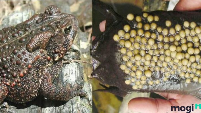 Các Phương Pháp Đuổi Cóc Ra Khỏi Nhà