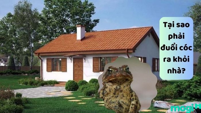 Các Phương Pháp Đuổi Cóc Ra Khỏi Nhà